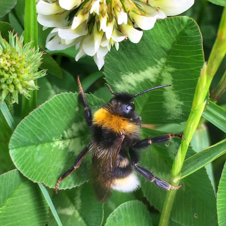 Bumblebee. Photo: Mark North.