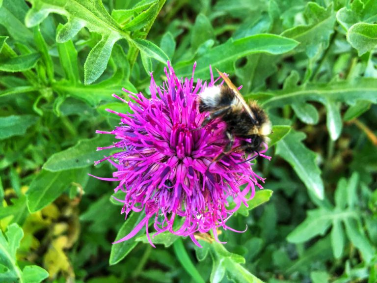 Bumblebee on knapweed. Photo: Mark North.