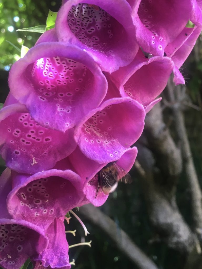 Bumblebee on foxglove