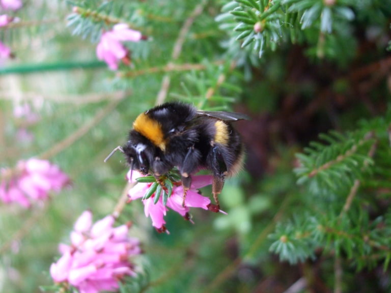 Bumblebee. Photo: Mark North.