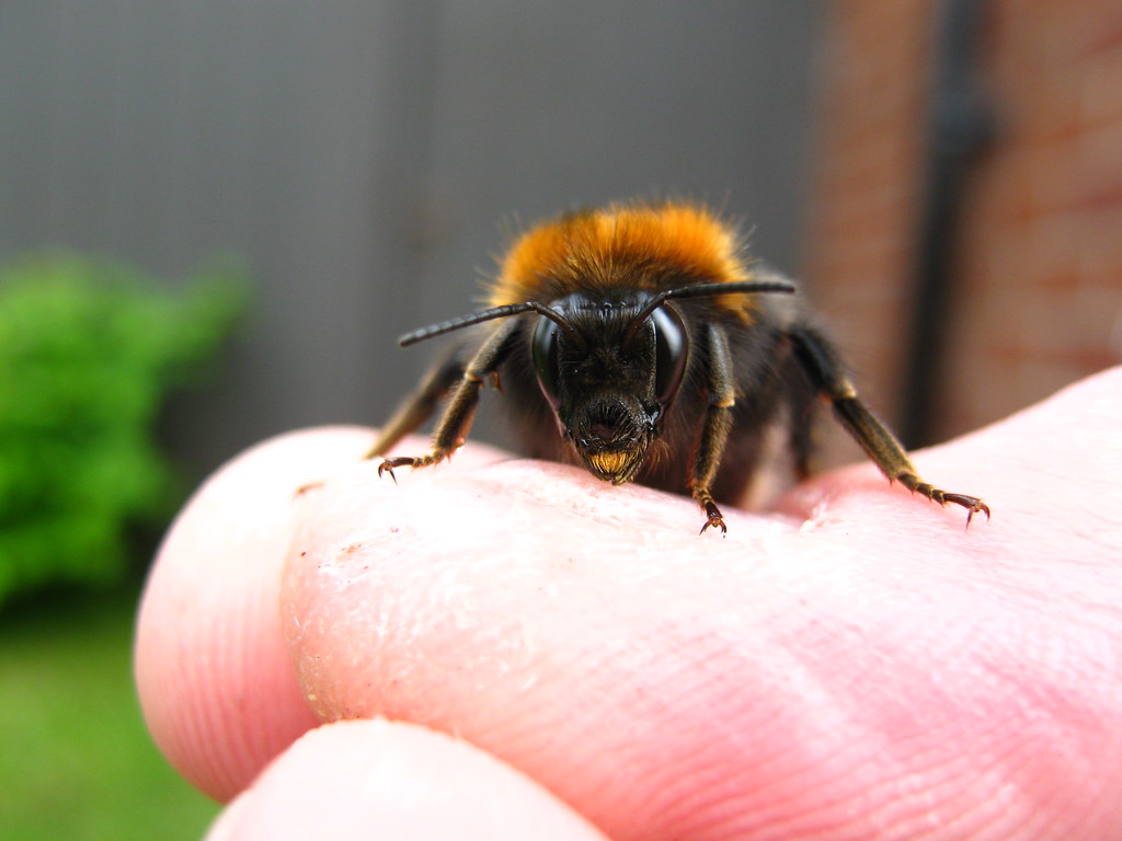 Bumblebee on person's finger