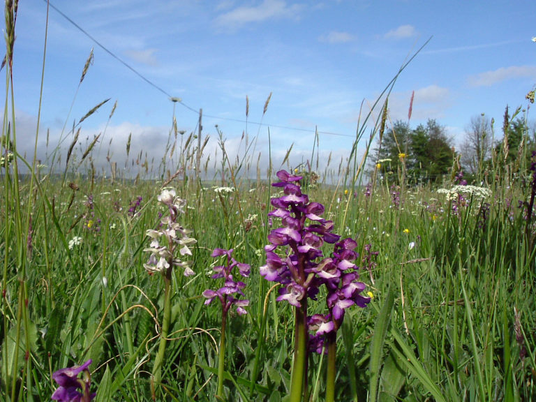Early purple orchid. Photo: Mark North