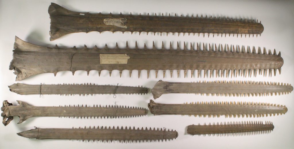 Eight sawfish rostra of different sizes