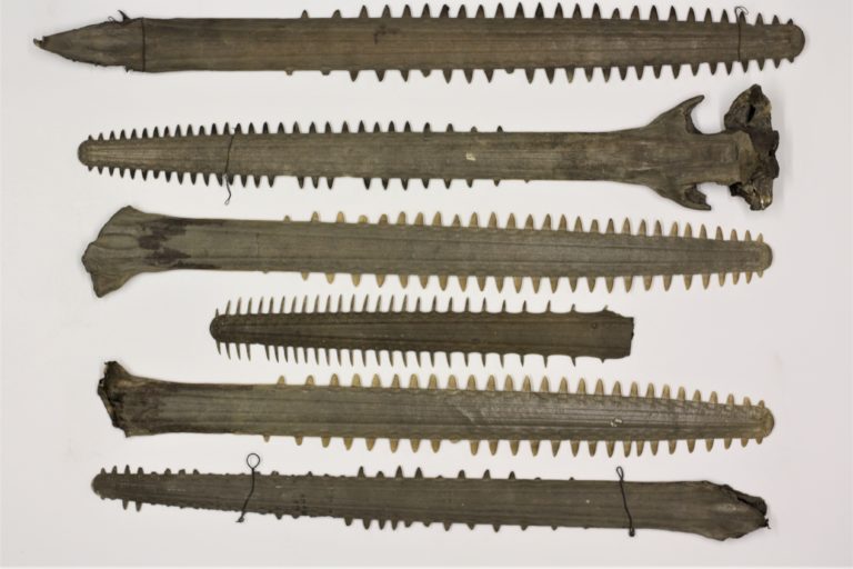 Poole Museum's six smallest sawfish rostra