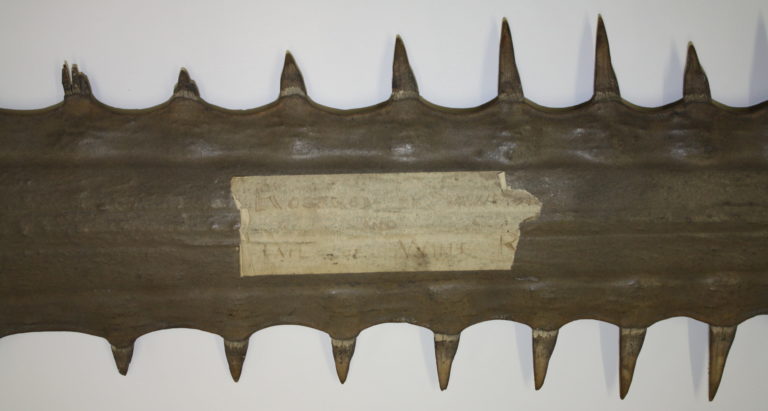 Historic label on Poole Museum's largest saw