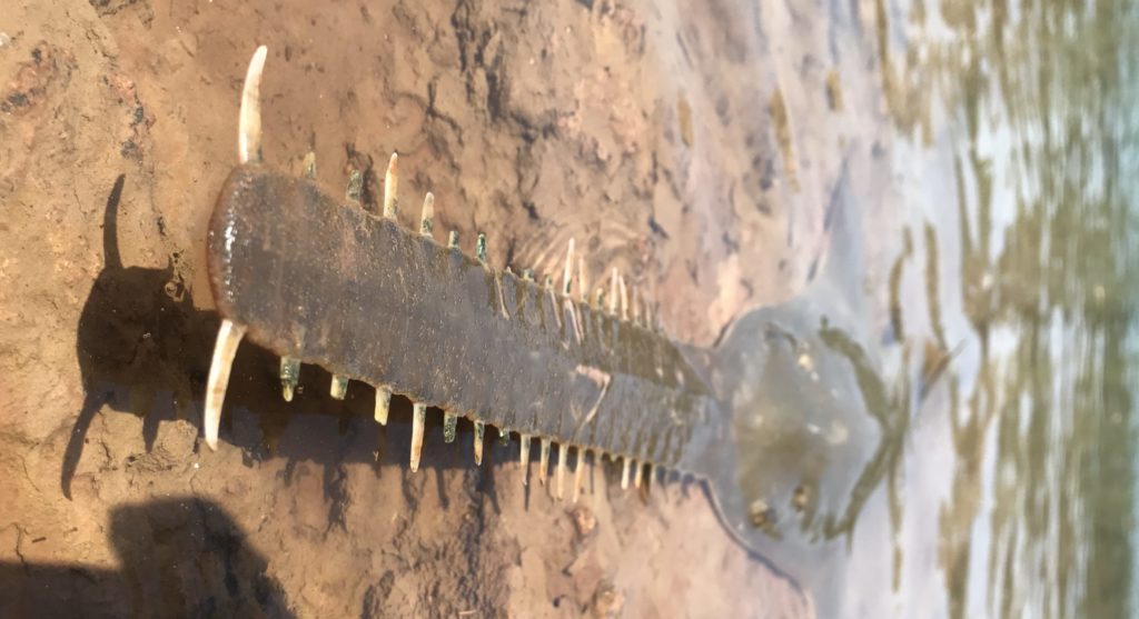 Largetooth sawfish emerging from water