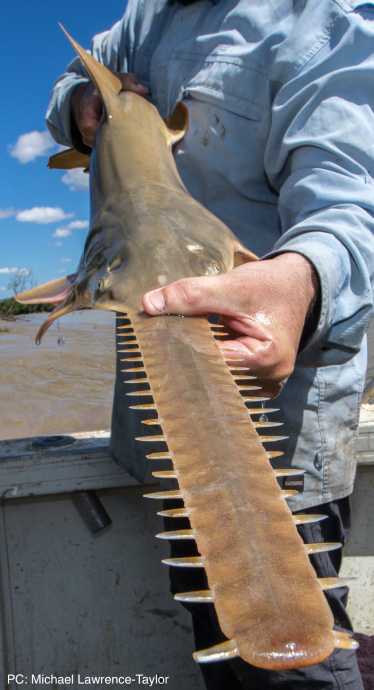 Man holding largetooth sawfish