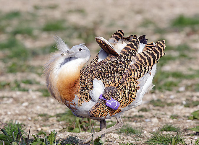 Great Bustard with purple number 5 tag