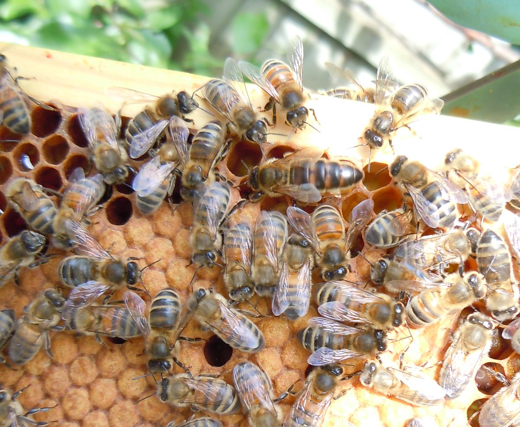 Queen bee surrounded by workers