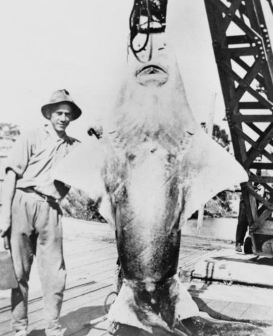 Black and white photo of sawfish on hook wiht man who caught it standing beside