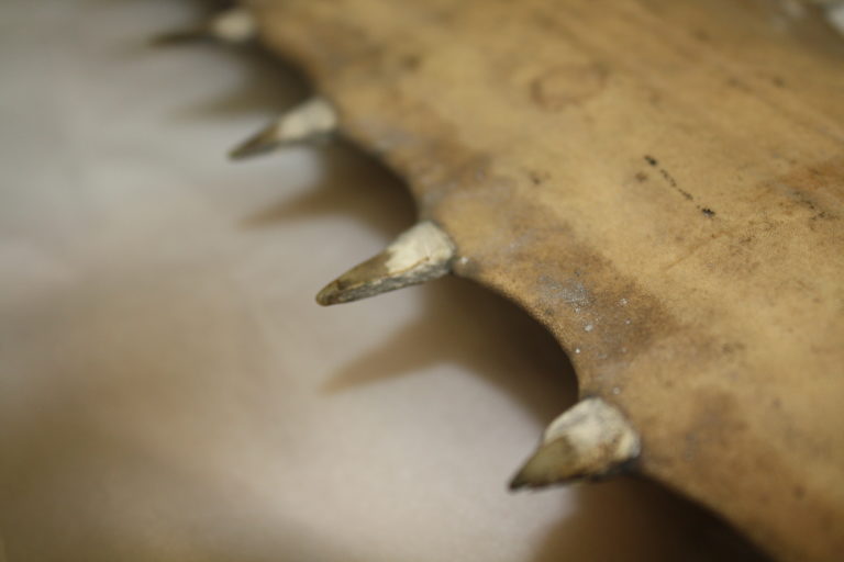 Close up photo of the tooth grooves on a sawfish rostrum.
