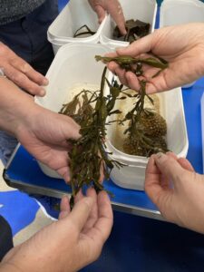 Multiple hands holding what appears to be seaweed