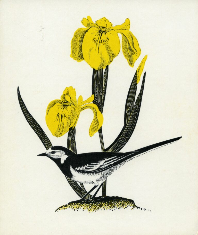 Courtesy of Dorset Museum & Art Gallery – Image caption – Card designed by James Fry.