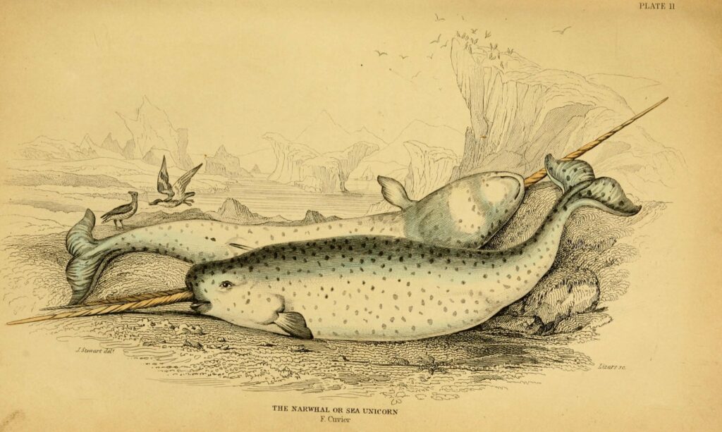 A strange cross between a porpoise and a whale topped off with a giant tooth! - Narwhal engraving / The Naturalists Library Mammalia Vol VII. (1843) Robert Hamilton