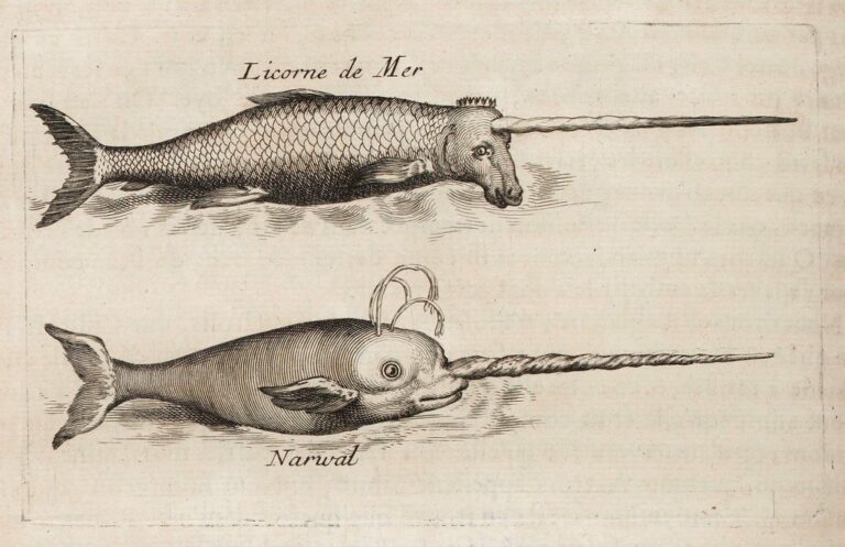 At one point the Sea Unicorn and the Narwhal were considered separate creatures - Sea Unicorn and Narwhal / Histoire Generale des Drogues (1694) Pierre Pomet