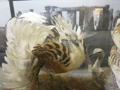 Great bustards display