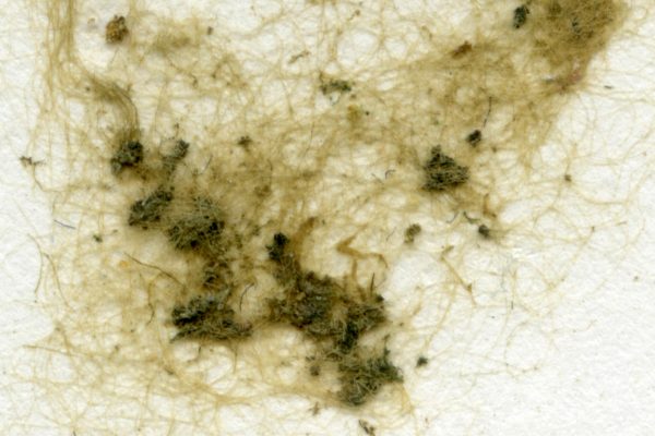 Close up image of the alga specimen